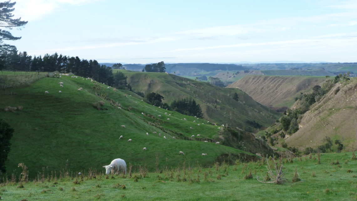 Culture et rencontres entre moutons et camions : Du 30 mai au 8 juin (Wellington > New Plymouth)